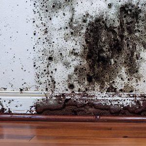 Best Mold Inspectors Miami Fl