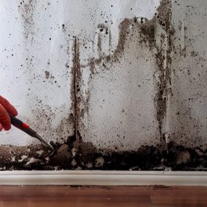 Mold Remediation Fort Myers Fl