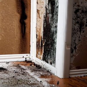 Mold Remediation Naples FL