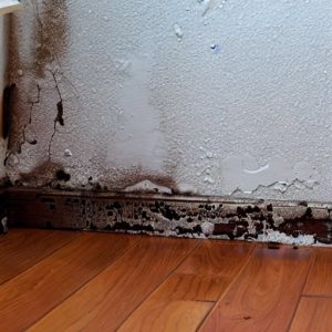 Mold Remediation Tampa Fl