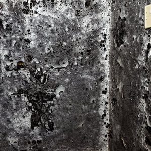 Mold Testing Boca Raton Fl