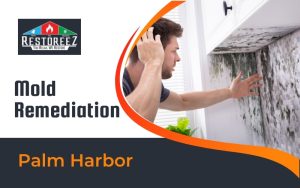 Mold Remediation Services In Palm Harbor