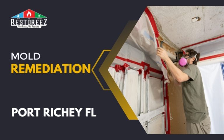 Mold Remediation Experts In Port Richey Fl