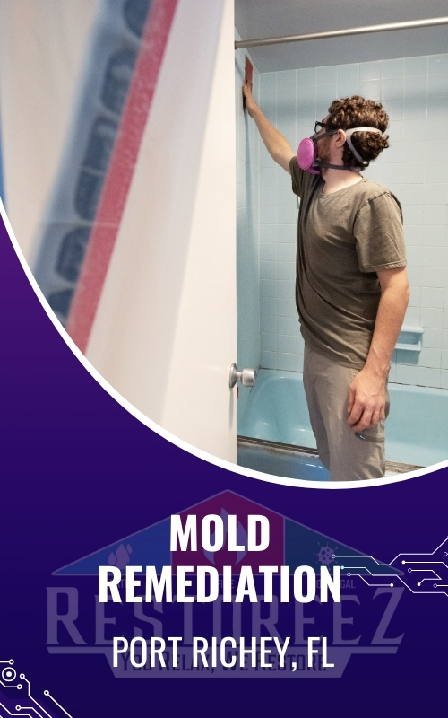 Mold Remediation Port Richey, Fl