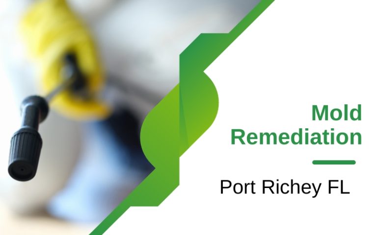 Mold Remediation Services In Port Richey Fl