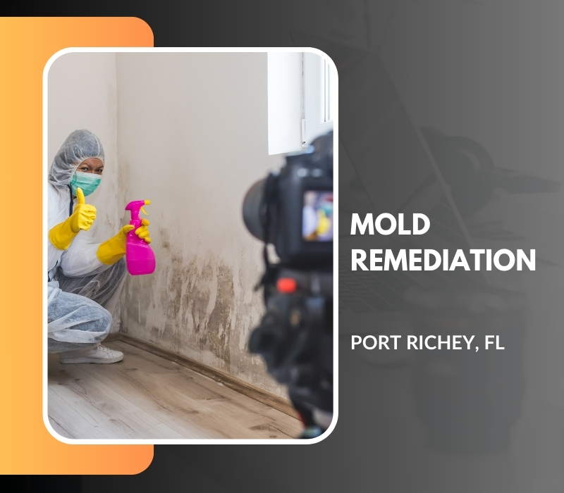 Mold Remediation In Port Richey, Fl